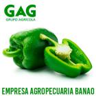 Ají Pimiento