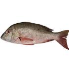 Pargo