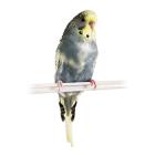 Perico Australiano. 