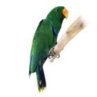 Eclectus