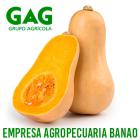 calabaza