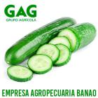 pepino fresco